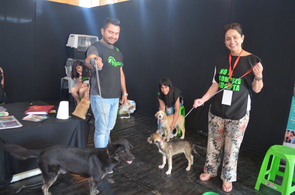 expo perros07