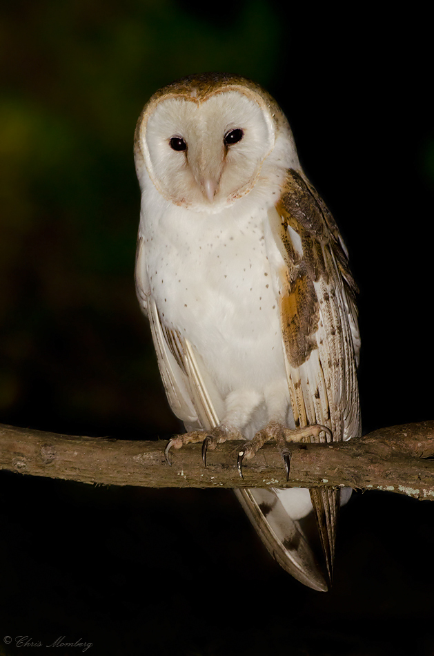 Lechuza blanca