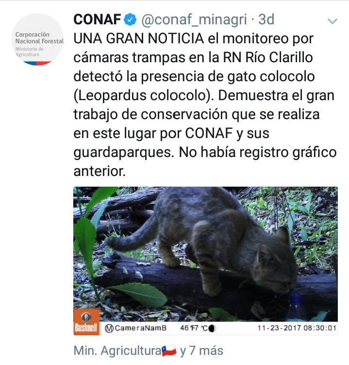 conaf ato colo colo