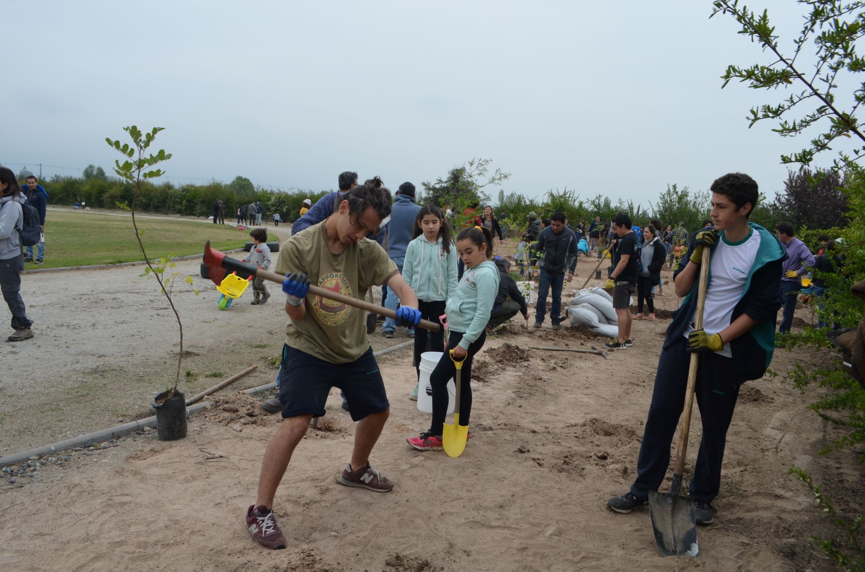 plantacionalmenar08