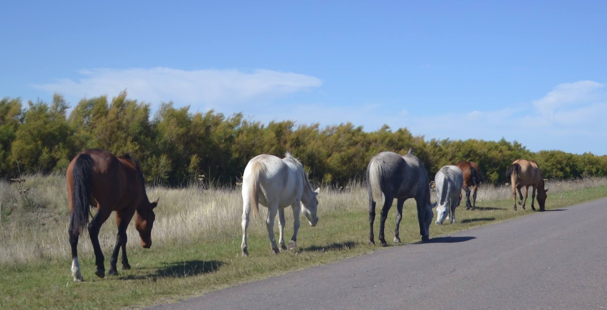 caballossueltos03