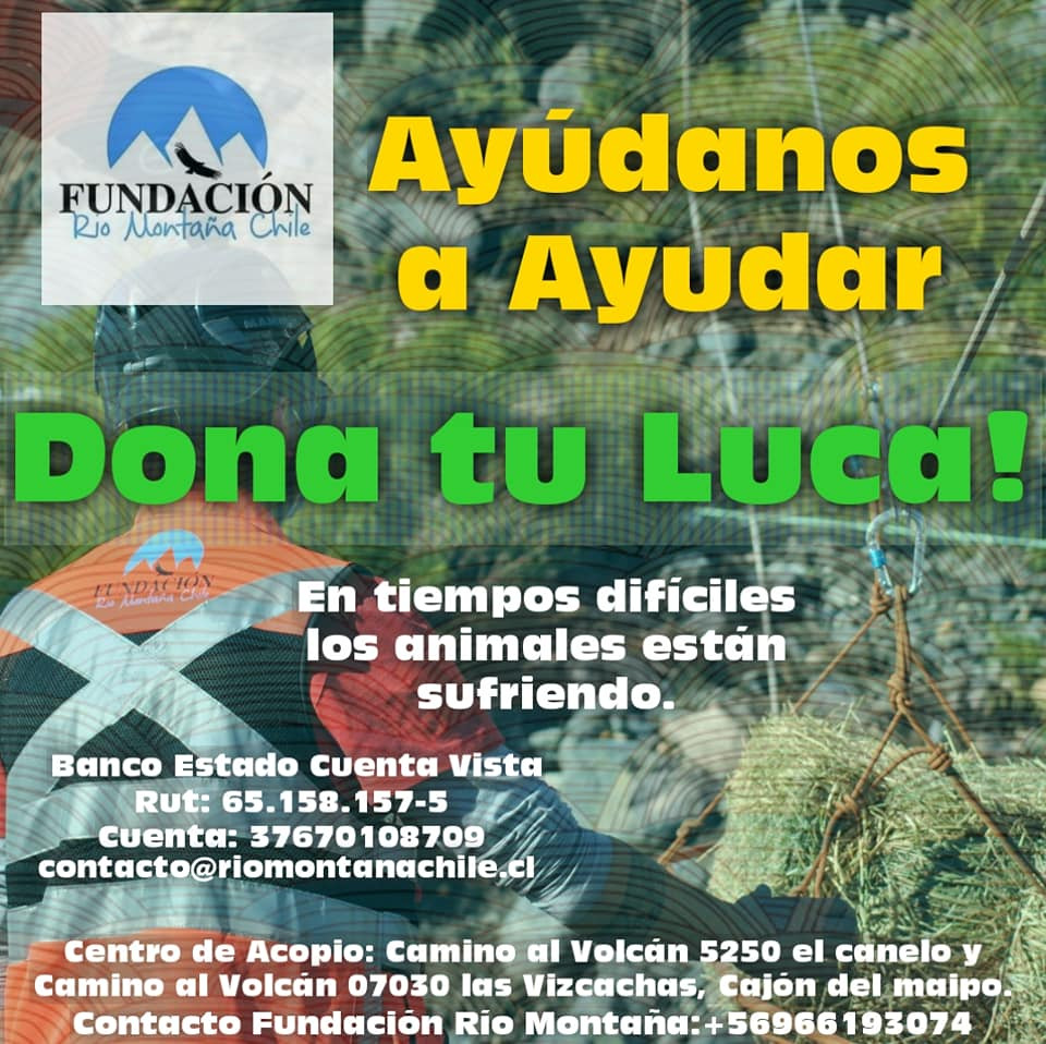 campañalucaanimales03