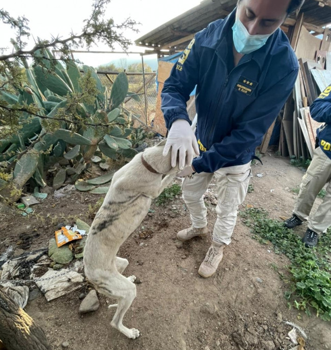 maltratoperrosgalgo002