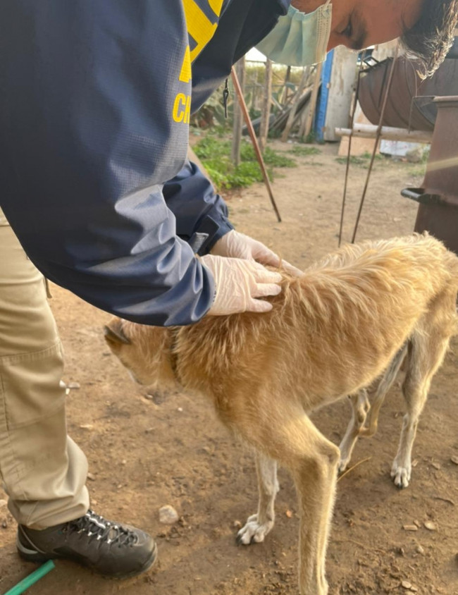 maltratoperrosgalgo003