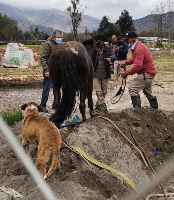 rescate caballo oct005