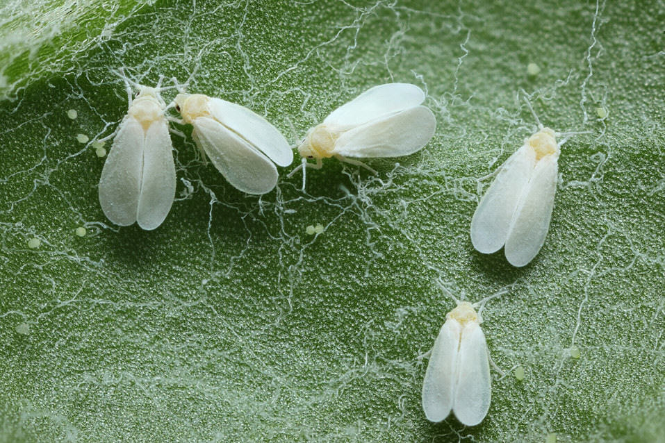 INIA mosquita blanca