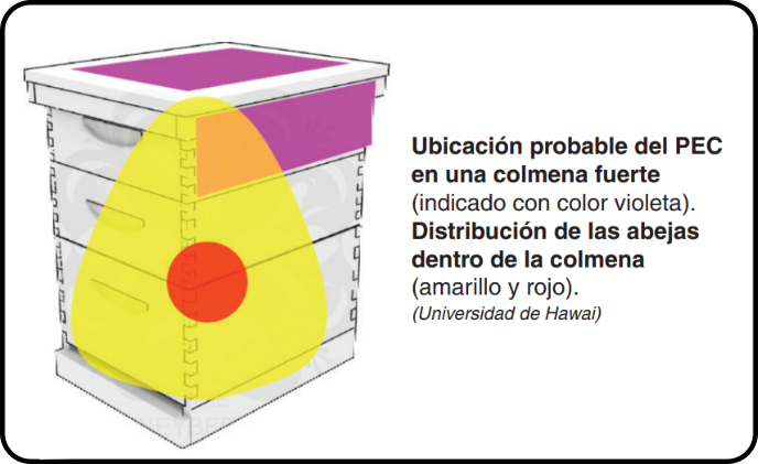 escarabajo de la colmena 002