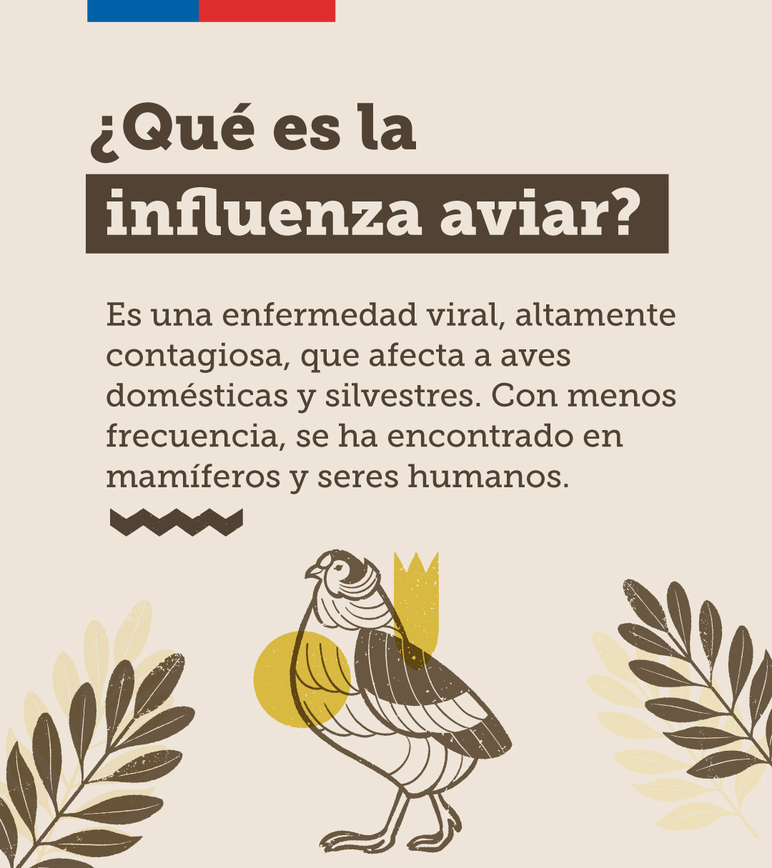 gripe aviar04
