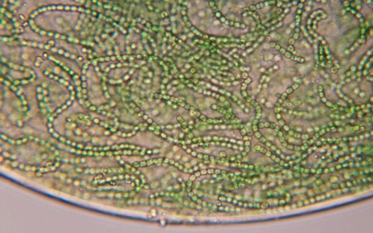 cianobacterias 768x480