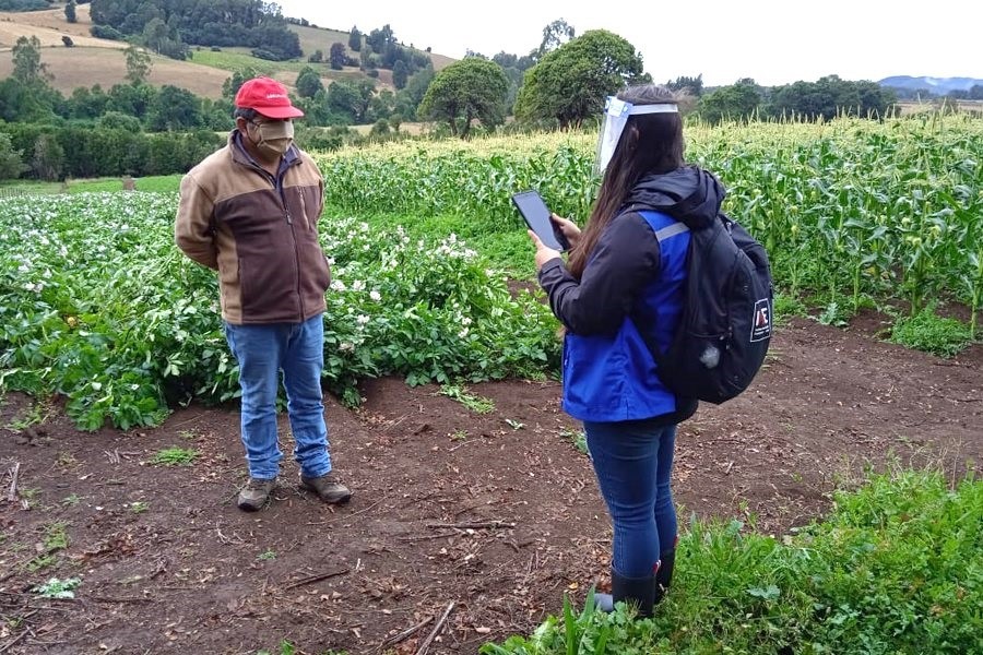 Censando con distanciamiento maiz en La Araucanía