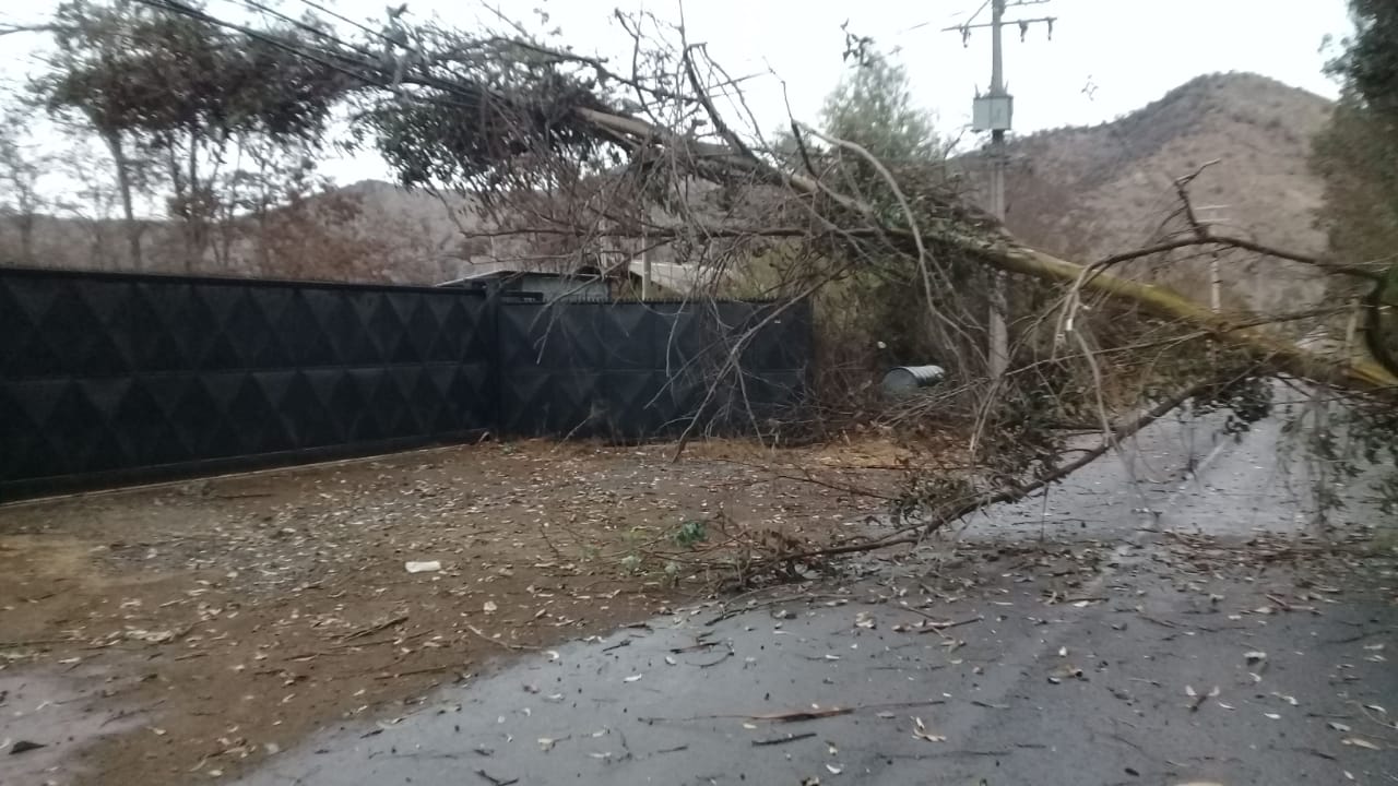 caida de arbol29demayo01