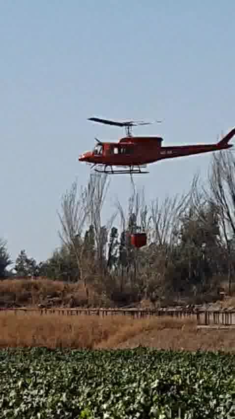 forestal4 0078