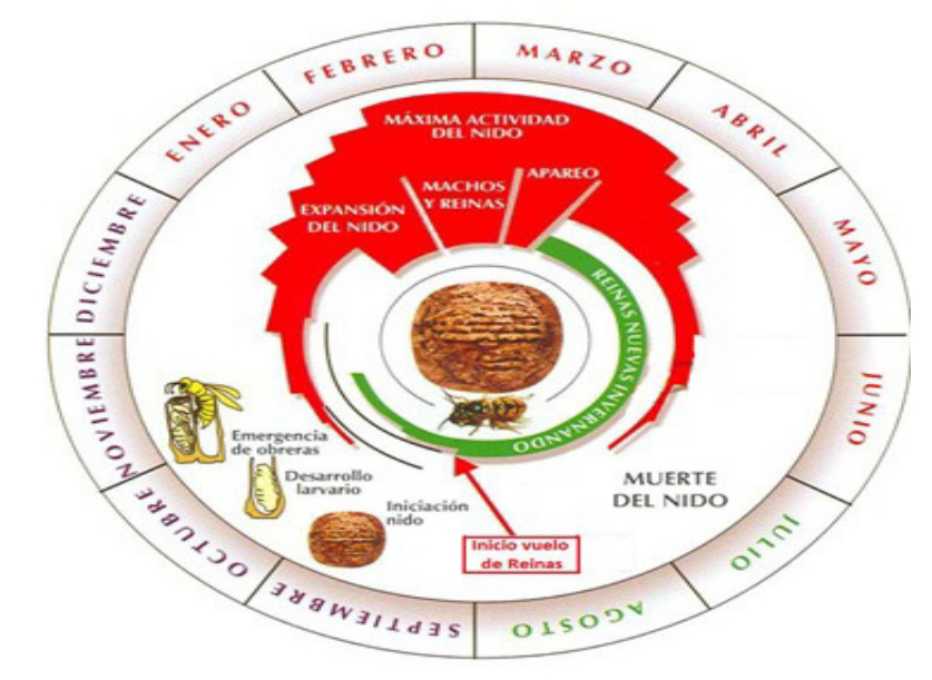 imagen proseso avispa