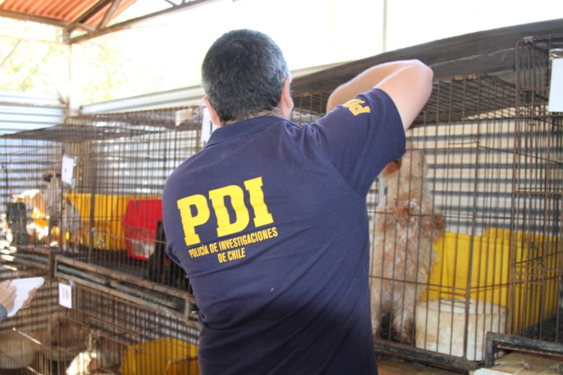 pdi recupera 49 perros desde criadero ilegal en pirque los tenian en jaulas de pajaro 3 1152x768