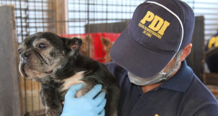 pdi recupera 49 perros desde criadero ilegal en pirque los tenian en jaulas de pajaro e1584723474395 750x400