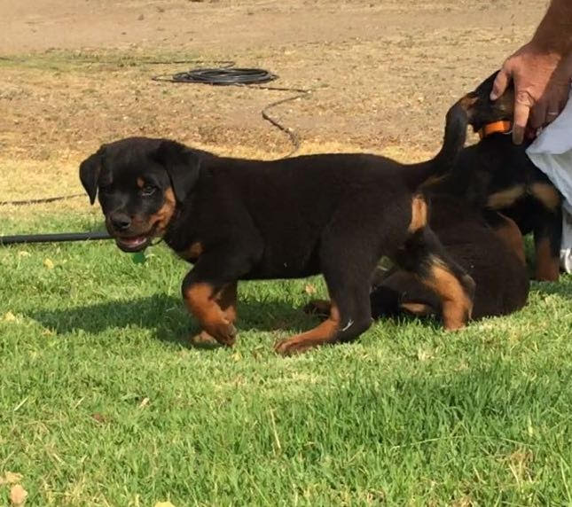 cachorros rottweiller02