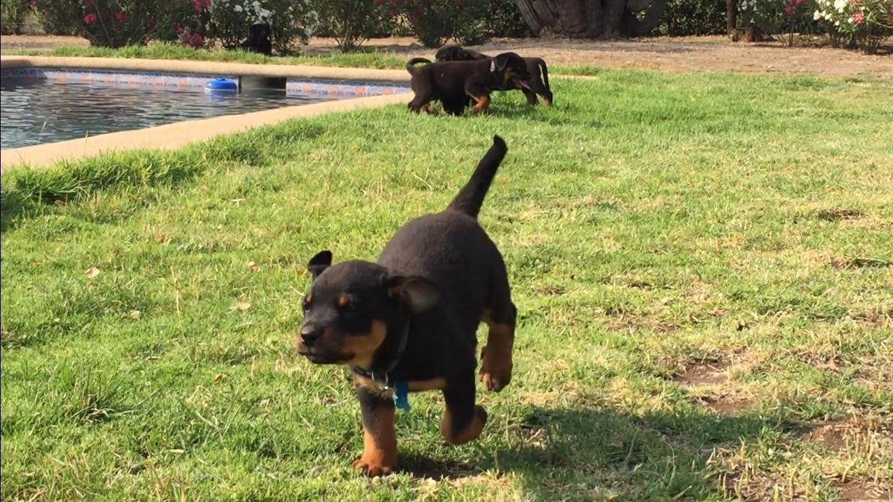 cachorros rotweiller03