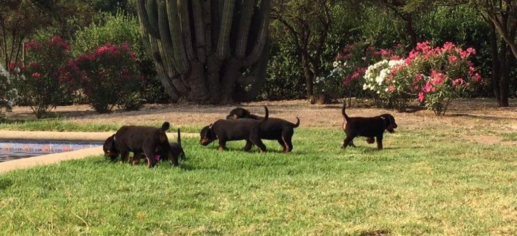 cachorros rotweiller04