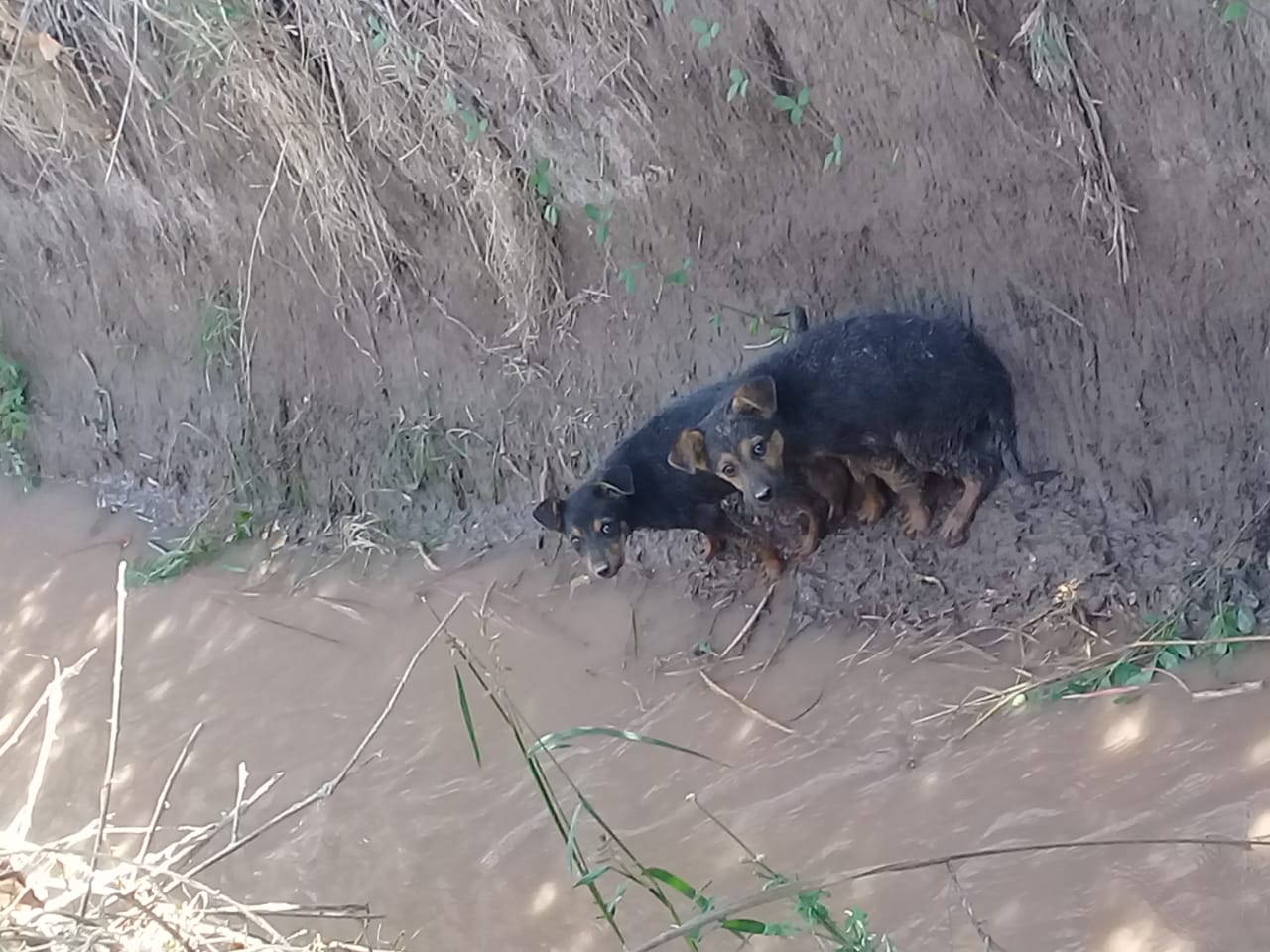 cachorritos canal02