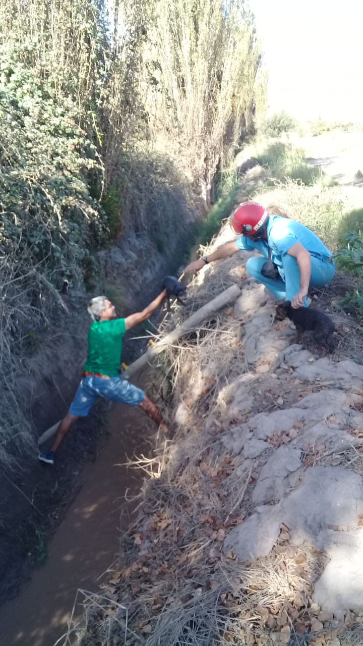 cachorritos canal04