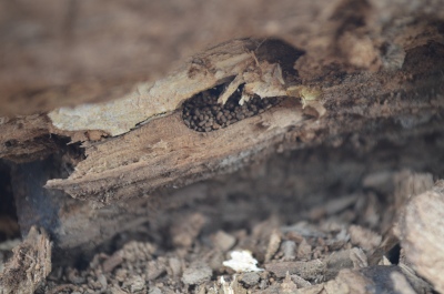 actomedialuna3