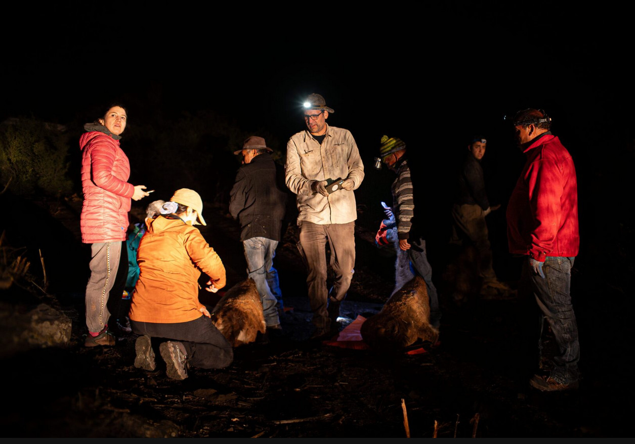 guanaco cordillera san jose de maipo0011
