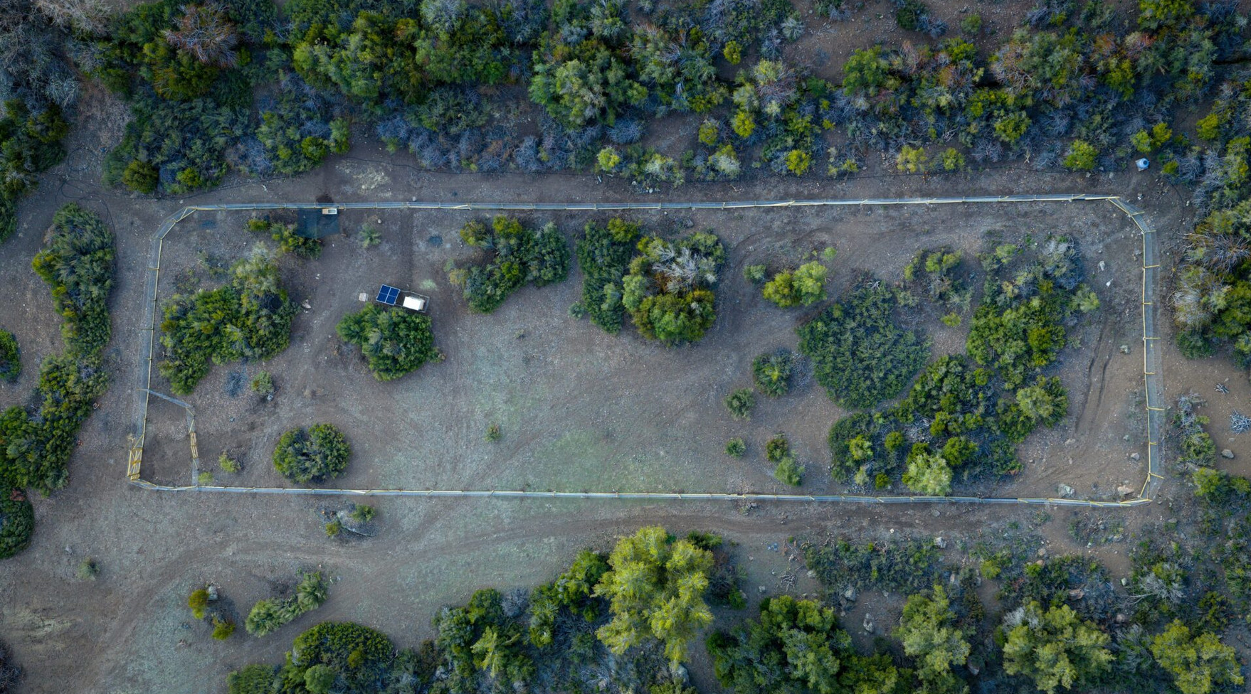 guanaco cordillera san jose de maipo0022